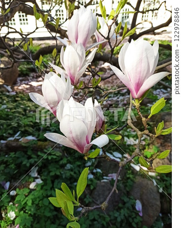 Elegant white and pink magnolia blossoms Elegant white and pink magnolia blossoms 122978846
