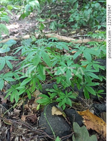 Lush green plants growing among rocks Lush green plants growing among rocks 122978847