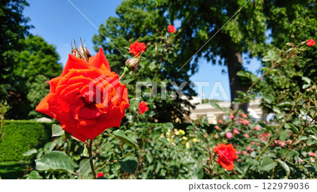 Red rose in a blooming garden Red rose in a blooming garden 122979036