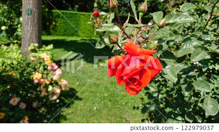 Red rose blooming in sunlight Red rose blooming in sunlight 122979037