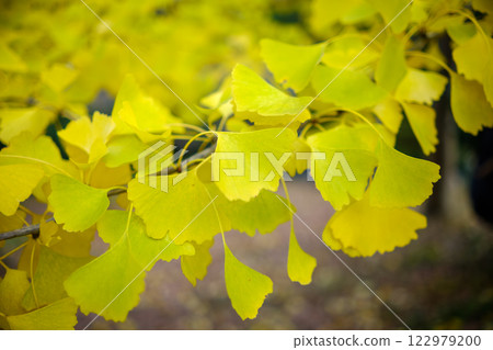 Bright yellow ginkgo leaves 122979200