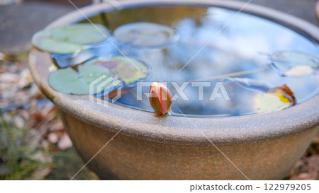 水碗中的睡蓮花蕾 122979205