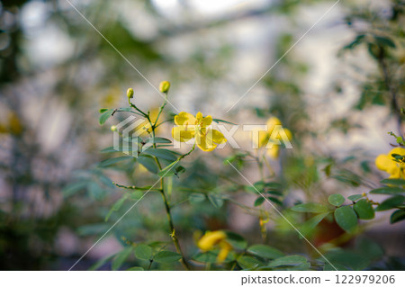 塞納花黃花綠葉美景 122979206