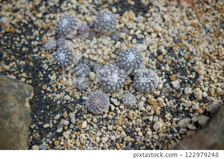 Gravel landscape lined with small cacti Gravel landscape lined with small cacti 122979248