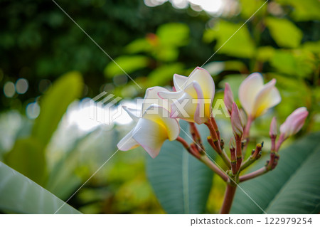 Elegantly blooming plumeria flower Elegantly blooming plumeria flower 122979254