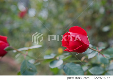 Passionate red rosebud Passionate red rosebud 122979256