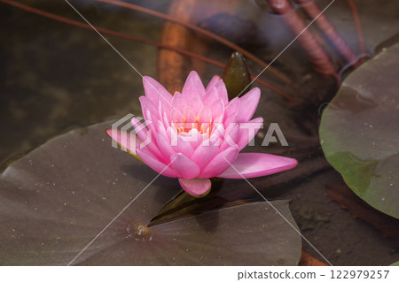 漂浮在水面上的粉紅色睡蓮花 122979257