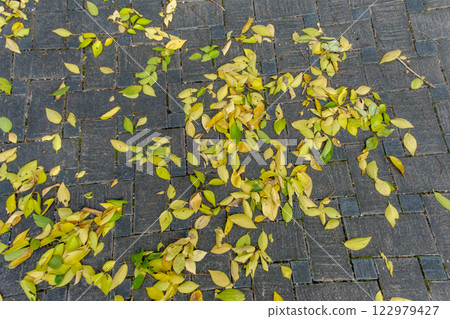 Yellow leaves scattered on the cobblestones Yellow leaves scattered on the cobblestones 122979427