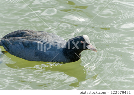 A calm water surface with a coot swimming 122979451