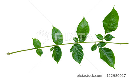 Cut out Millingtonia hortensis or Indian Cork leaves with clipping paths on white background 122980017