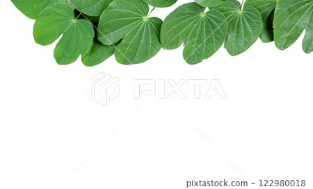 A bauhinia leaf isolated on a white background, showcasing its unique split shape for creative use. 122980018