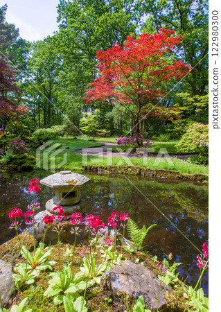 Primroses flowers and Red maple tree (Japanese maple) in Japanese garden in the Hague Primroses flowers and Red maple tree (Japanese maple) in Japanese garden in the Hague 122980300