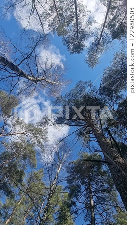 blue sky with clouds, pine forest, birch blue sky with clouds, pine forest, birch 122980503