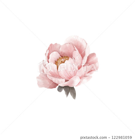 A Stunningly Beautiful Pink Peony Flower Illustration Perfect for Various Creative Projects A Stunningly Beautiful Pink Peony Flower Illustration Perfect for Various Creative Projects 122981059