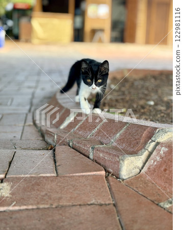 charismatic face cat. High quality photo 122981116