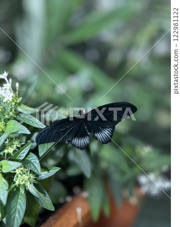 butterfly resting on leaves. High quality photo 122981122