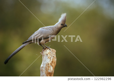 Grey go away bird in Greater Kruger National park, South Africa Grey go away bird in Greater Kruger National park, South Africa 122982296