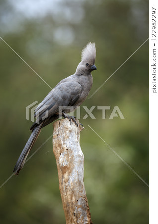 Grey go away bird in Greater Kruger National park, South Africa Grey go away bird in Greater Kruger National park, South Africa 122982297