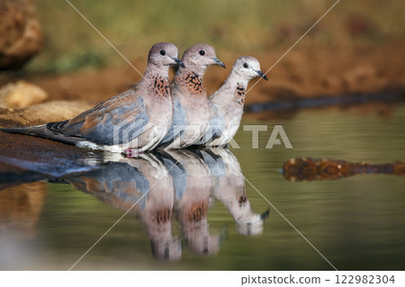 Laughing Dove in Greater Kruger National park, South Africa 122982304