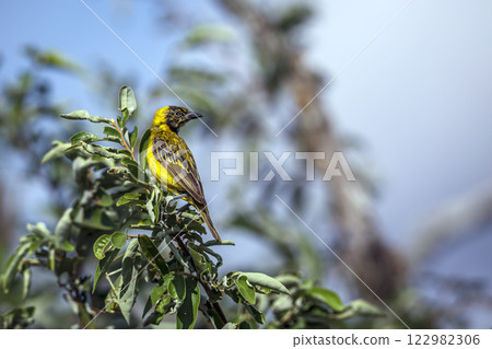 Lesser Masked Weaver in Greater Kruger National park, South Africa 122982306