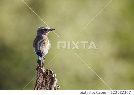 Lilac breasted roller in Greater Kruger National park, South Africa 122982307