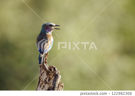 Lilac breasted roller in Greater Kruger National park, South Africa 122982308