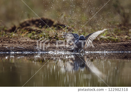 Red-backed Shrike in Greater Kruger National park, South Africa 122982318