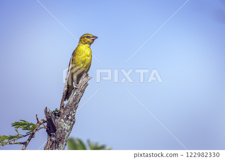Spectacled Weaver in Greater Kruger National park, South Africa Spectacled Weaver in Greater Kruger National park, South Africa 122982330