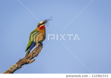 White fronted Bee eater in Greater Kruger National park, South Africa White fronted Bee eater in Greater Kruger National park, South Africa 122982331