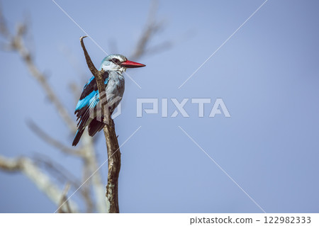 Woodland kingfisher in Greater Kruger National park, South Africa Woodland kingfisher in Greater Kruger National park, South Africa 122982333