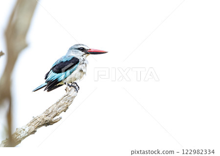 Woodland kingfisher in Greater Kruger National park, South Africa 122982334