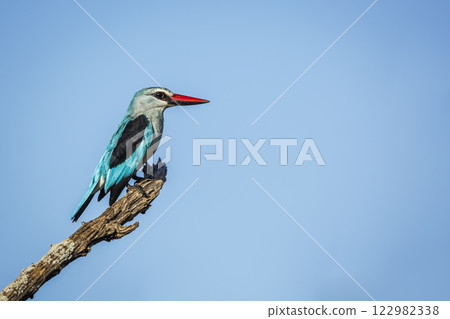 Woodland kingfisher in Greater Kruger National park, South Africa 122982338