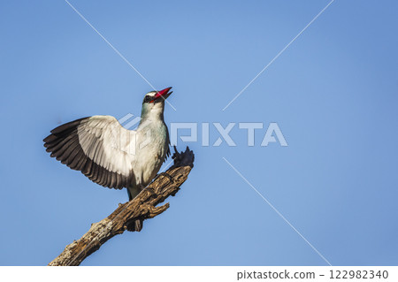 Woodland kingfisher in Greater Kruger National park, South Africa 122982340