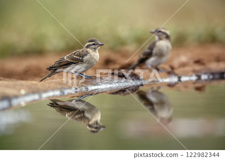 Yellow-throated Petronia in Greater Kruger National park, South Africa 122982344