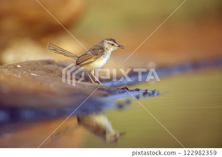 Black chested Prinia in Greater Kruger National park, South Africa 122982359