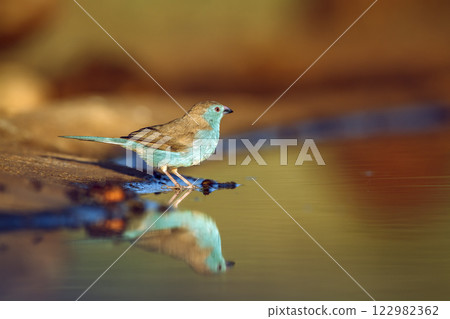 Blue breasted Cordonbleu in Greater Kruger National park, South Africa Blue breasted Cordonbleu in Greater Kruger National park, South Africa 122982362