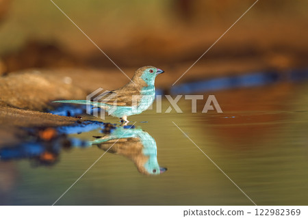 Blue breasted Cordonbleu in Greater Kruger National park, South Africa 122982369