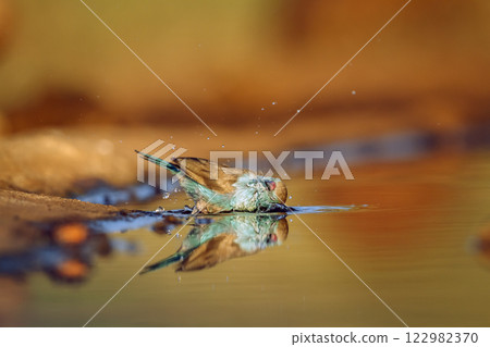 Blue breasted Cordonbleu in Greater Kruger National park, South Africa 122982370
