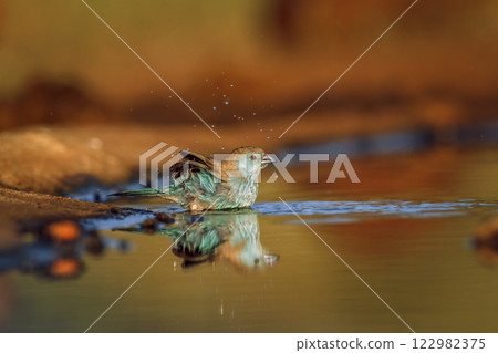 Blue breasted Cordonbleu in Greater Kruger National park, South Africa Blue breasted Cordonbleu in Greater Kruger National park, South Africa 122982375