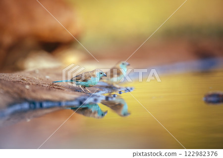 Blue breasted Cordonbleu in Greater Kruger National park, South Africa 122982376