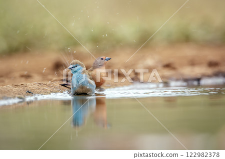Blue breasted Cordonbleu and Jameson Firefinch in Greater Kruger National park, South Africa 122982378