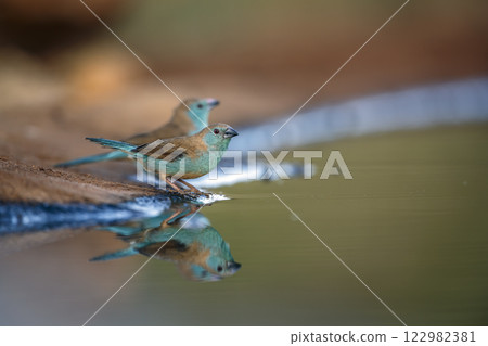 Blue breasted Cordonbleu in Greater Kruger National park, South Africa 122982381