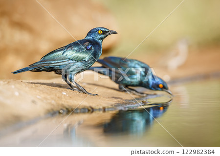 Cape Glossy Starling in Greater Kruger National park, South Africa Cape Glossy Starling in Greater Kruger National park, South Africa 122982384