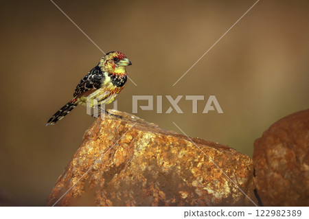 Crested Barbet in Greater Kruger National park, South Africa 122982389