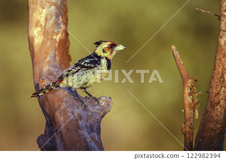 Crested Barbet in Greater Kruger National park, South Africa Crested Barbet in Greater Kruger National park, South Africa 122982394