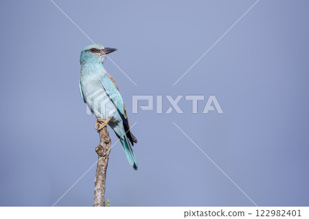 European Roller in Greater Kruger National park, South Africa European Roller in Greater Kruger National park, South Africa 122982401