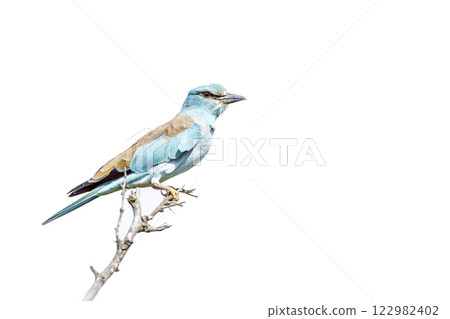 European Roller in Greater Kruger National park, South Africa European Roller in Greater Kruger National park, South Africa 122982402