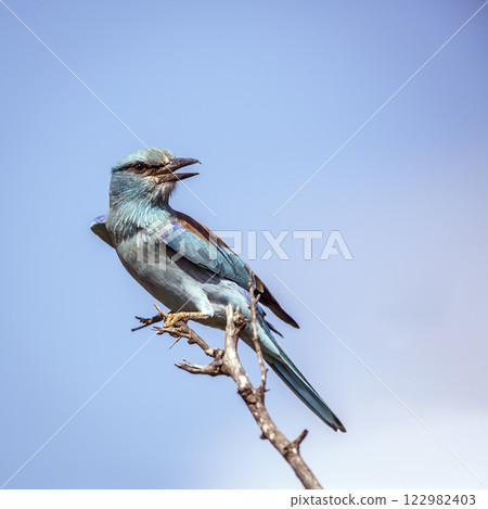 European Roller in Greater Kruger National park, South Africa European Roller in Greater Kruger National park, South Africa 122982403