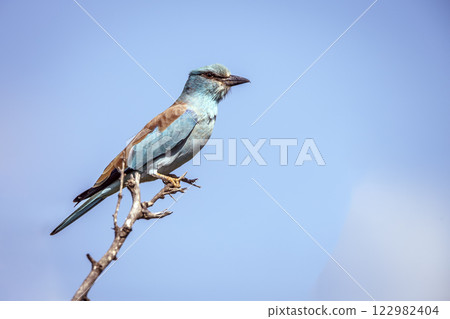 European Roller in Greater Kruger National park, South Africa 122982404