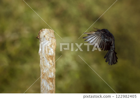 Fork tailed Drongo in Greater Kruger National park, South Africa Fork tailed Drongo in Greater Kruger National park, South Africa 122982405